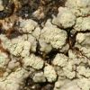 Lecanora soralifera